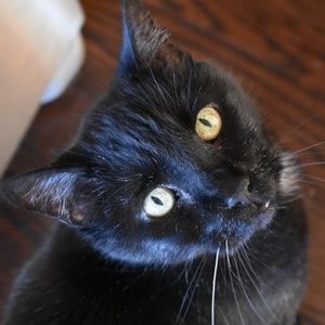 Meet your Posher, Charles